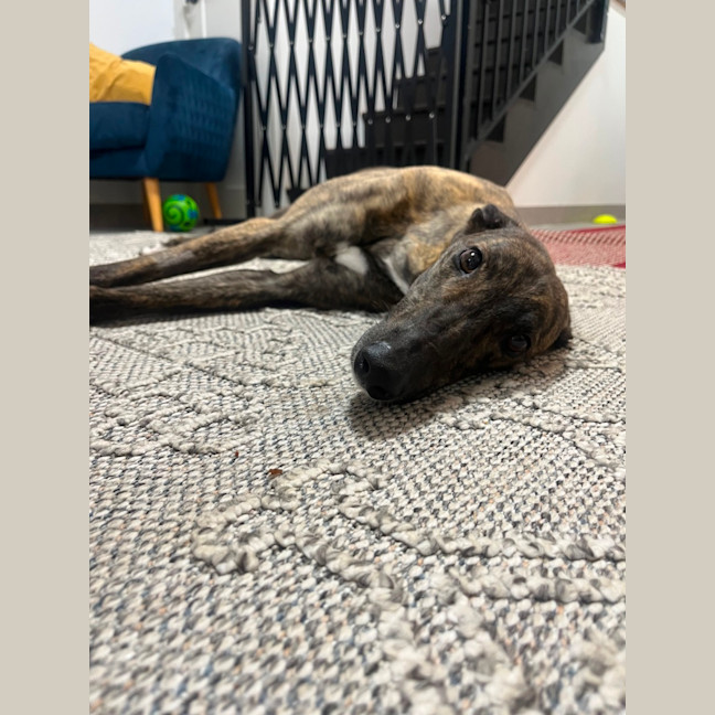Photo of Lily