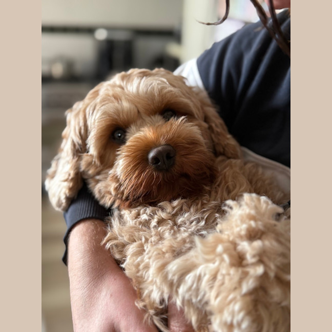 Photo of Millie