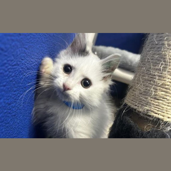Photo of Ghost