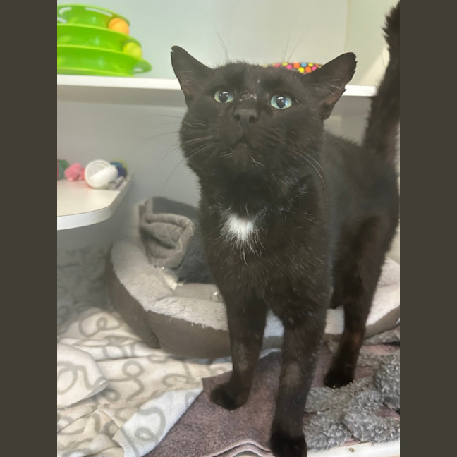 Photo of Whiskas