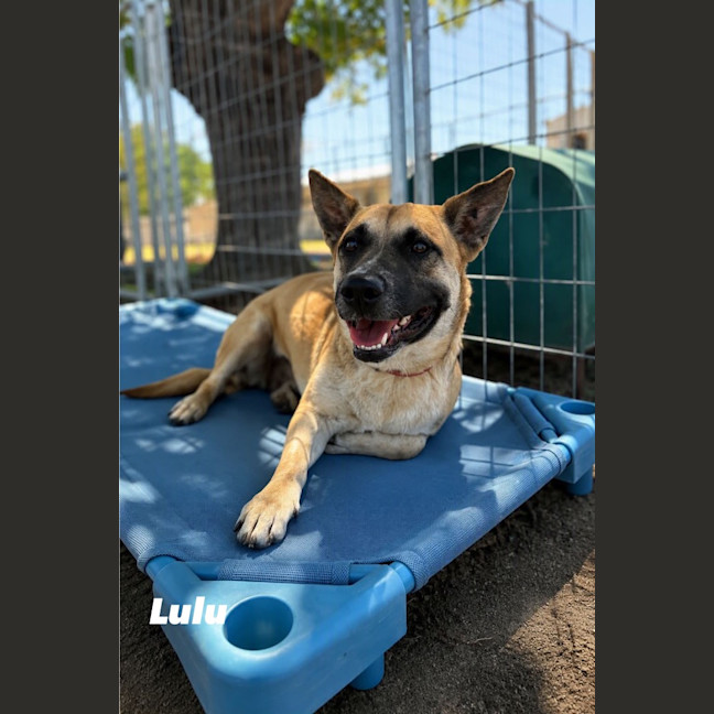 Photo of Lulu