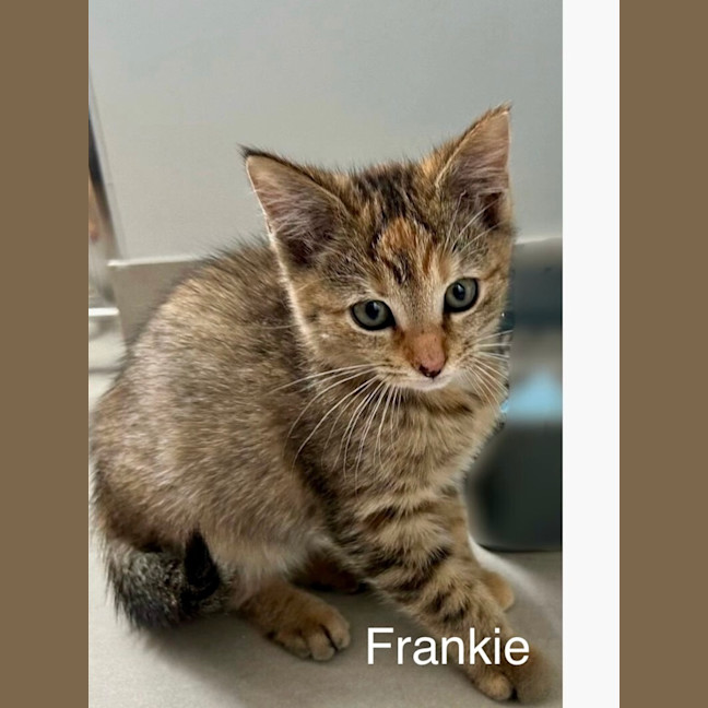 Photo of Frankie