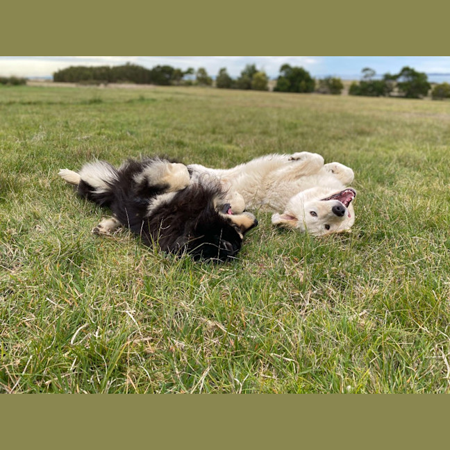 Photo of Lollie