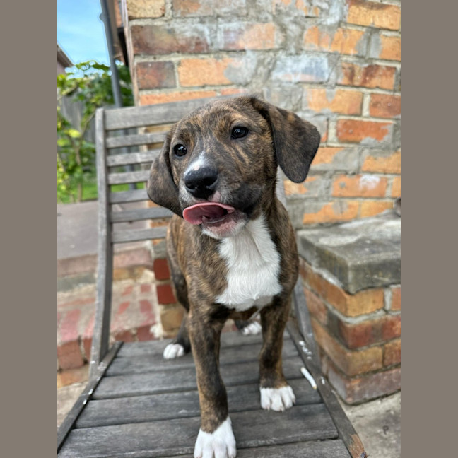 Photo of Bender B Rodriguez