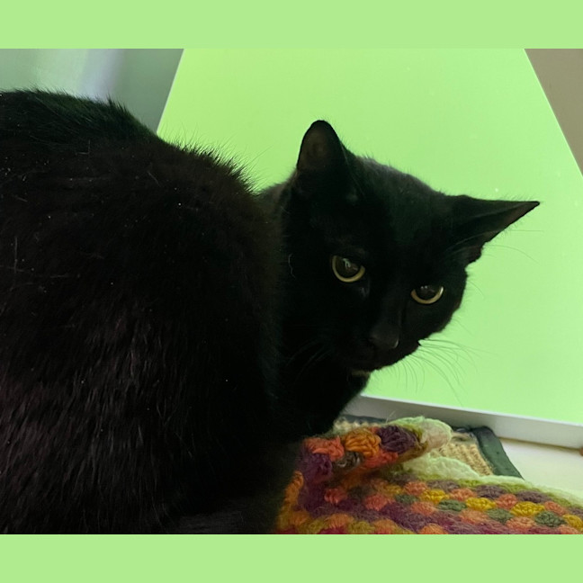 Photo of Midnight
