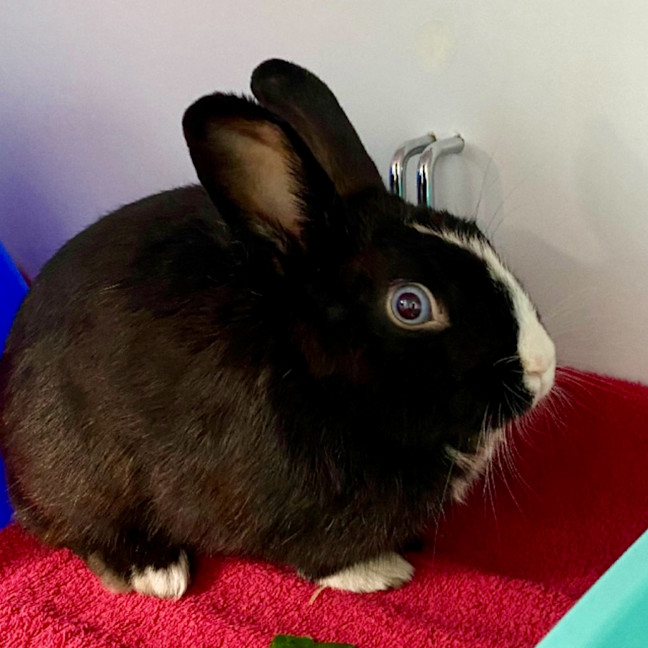 Photo of Dewy (W Louie)