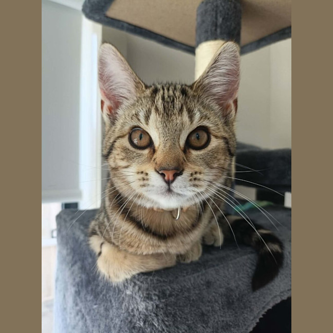 Photo of Sapphire