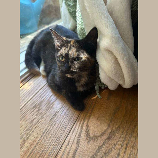 Photo of Peach 