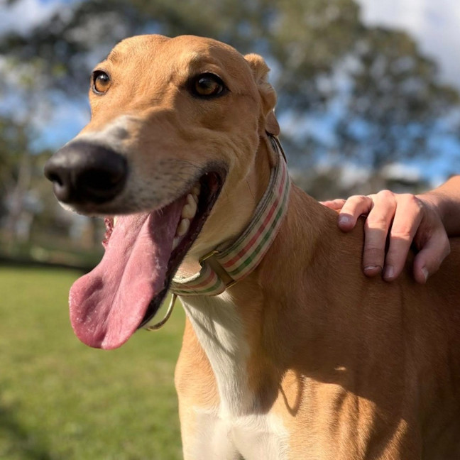 Photo of Spunky The Greyhound