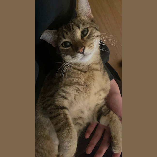 Photo of Trixie   9 Month Old Domestic Short Hair
