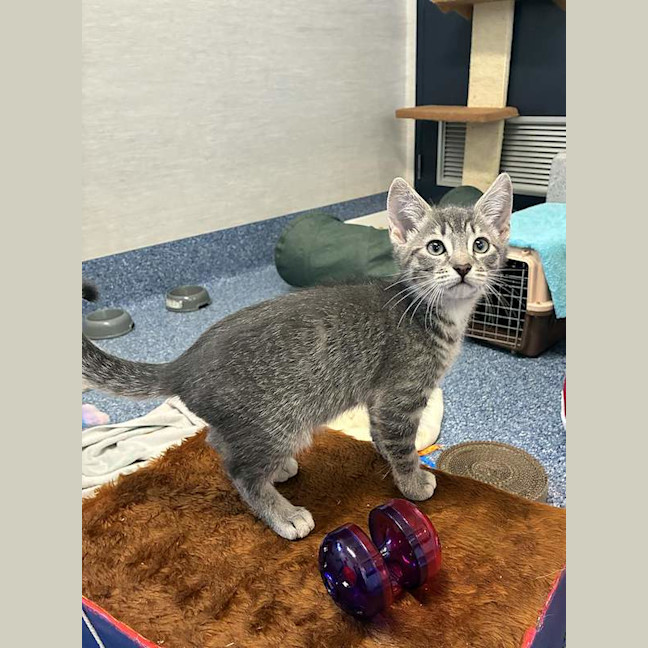 Photo of Romeo
