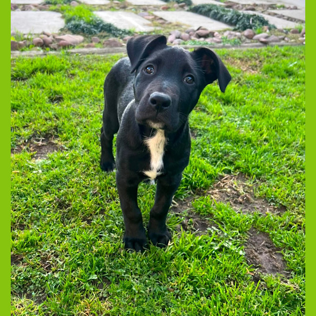 Photo of Nickel