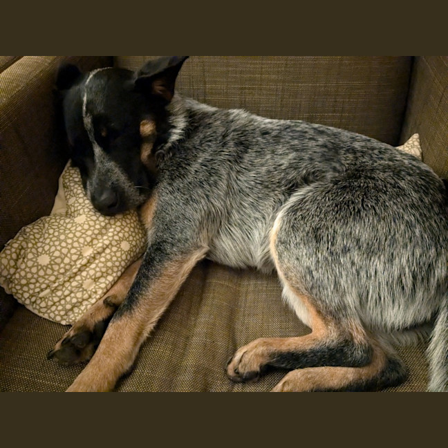 Photo of Snowy