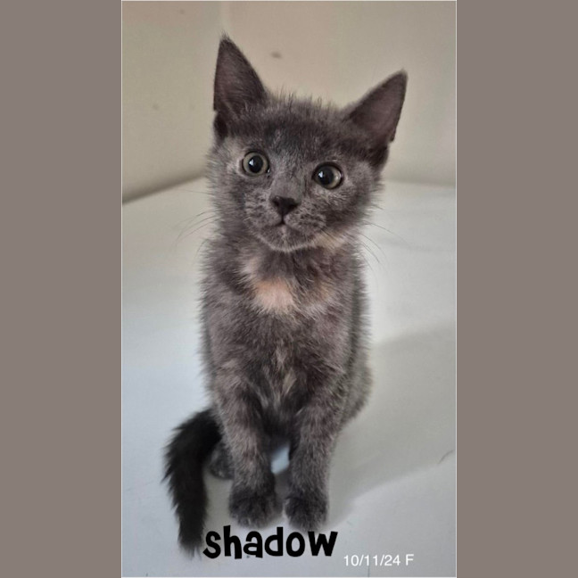 Photo of Shadow