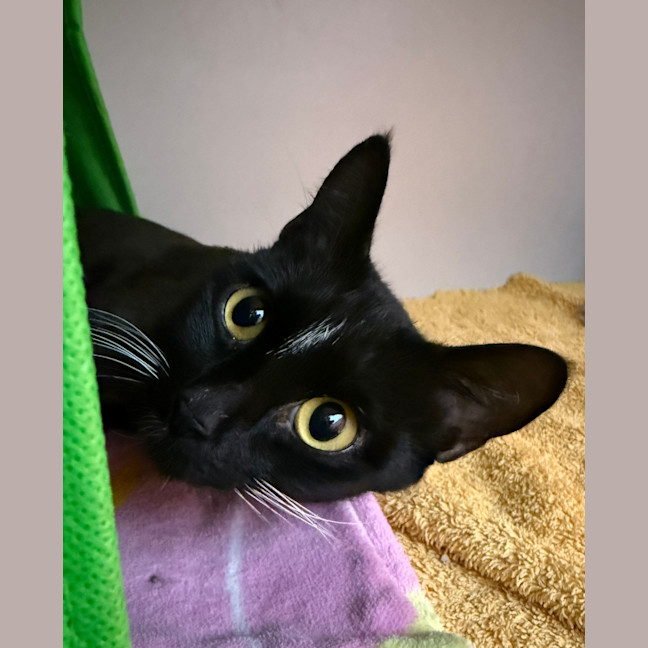 Photo of Misty