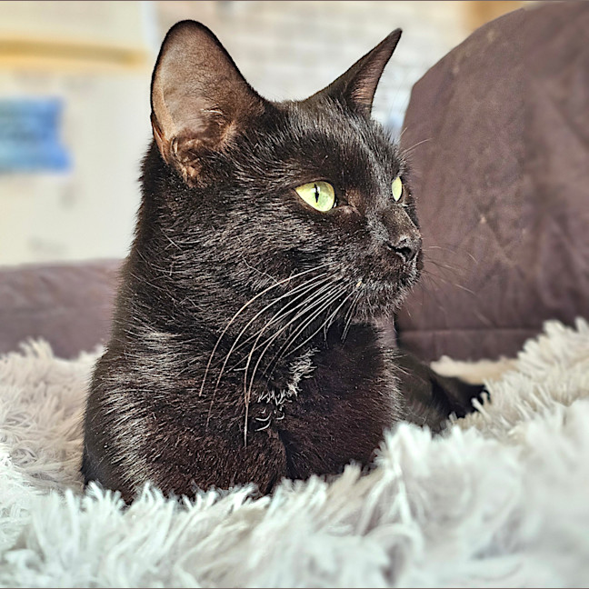 Photo of Raven