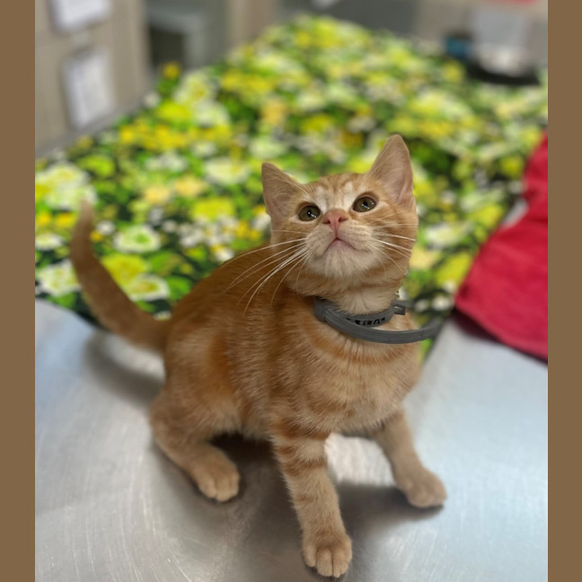 Photo of Blitzen (8908)