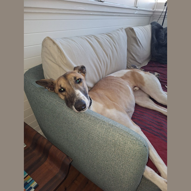 Photo of Billy, The Greyhound