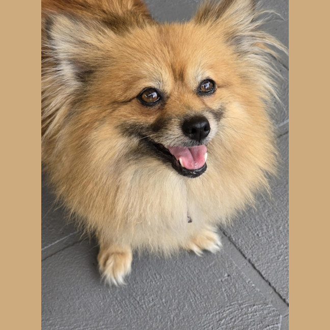 Photo of Coco