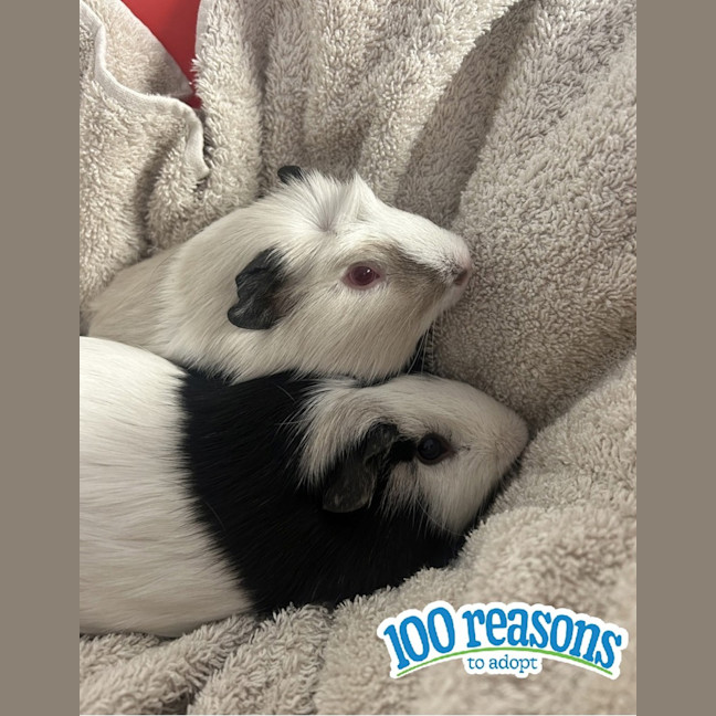 Photo of Nibbleton & Haystack