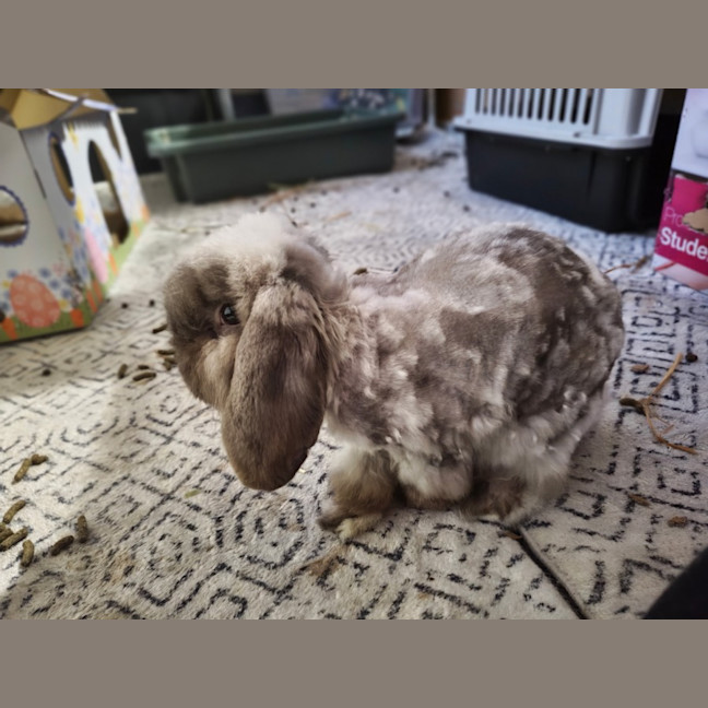 Photo of Theo