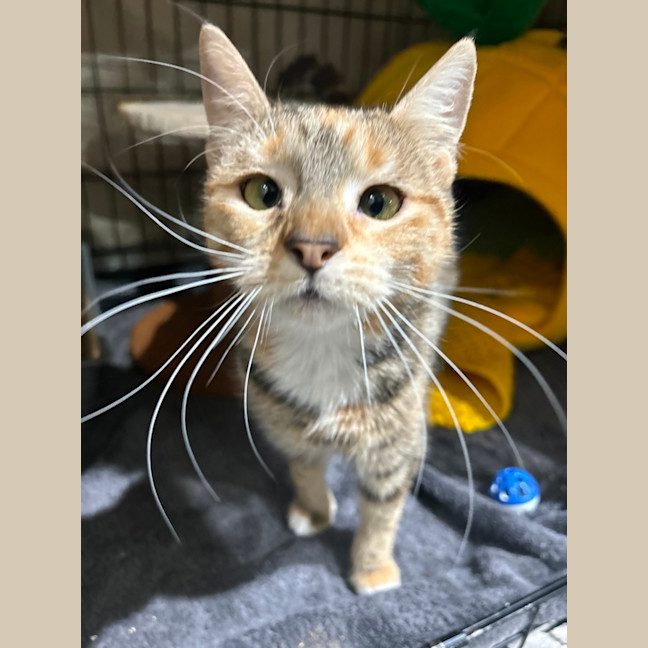 Photo of Petal