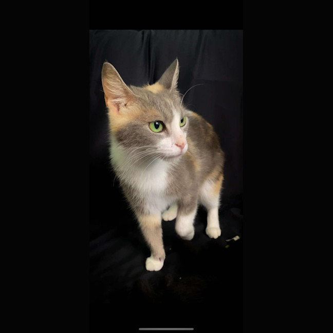 Photo of Lola   2 Year Old Manx X Dsh Dilute Calico