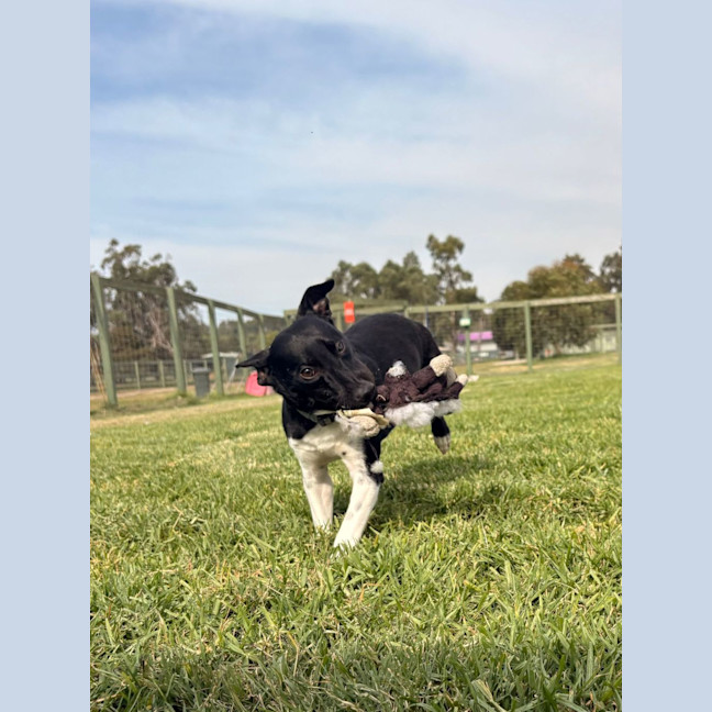 Photo of Oscar
