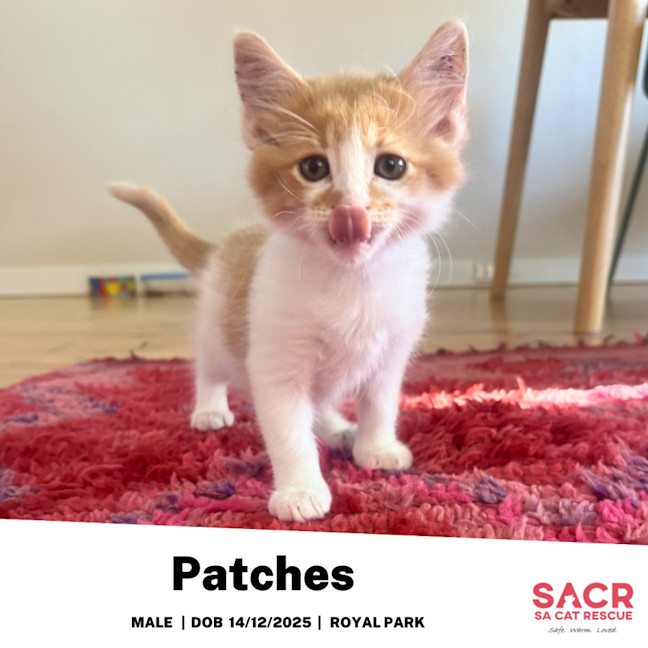 Photo of Patches