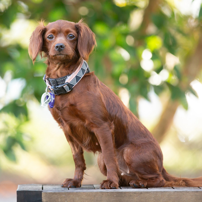 Photo of Maple