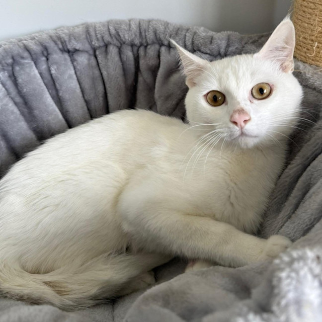 Photo of 12749   Yoghurt