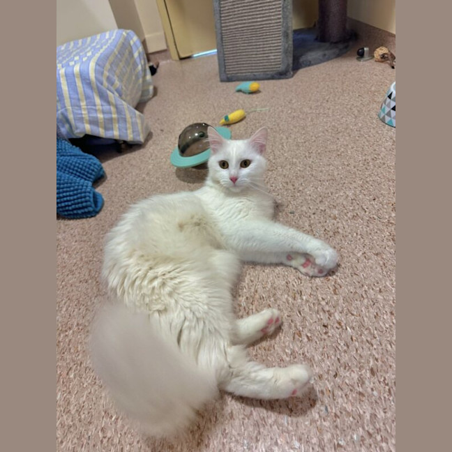 Photo of Ciri