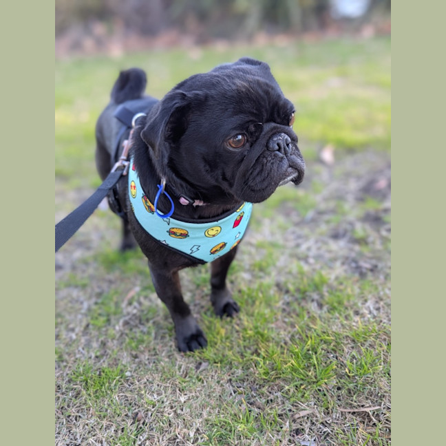 Photo of Buttons   4 Year Old French Bulldog X Pug