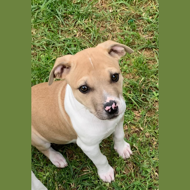 Photo of Jasper 🐾🐾🐾💙