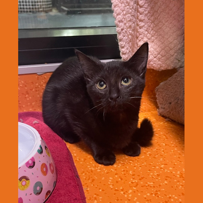 Photo of Luna