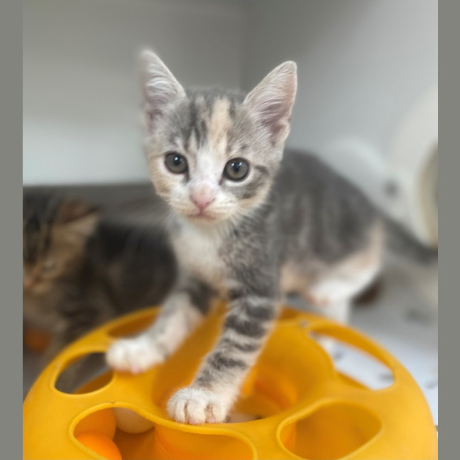 Photo of Paris (9951)