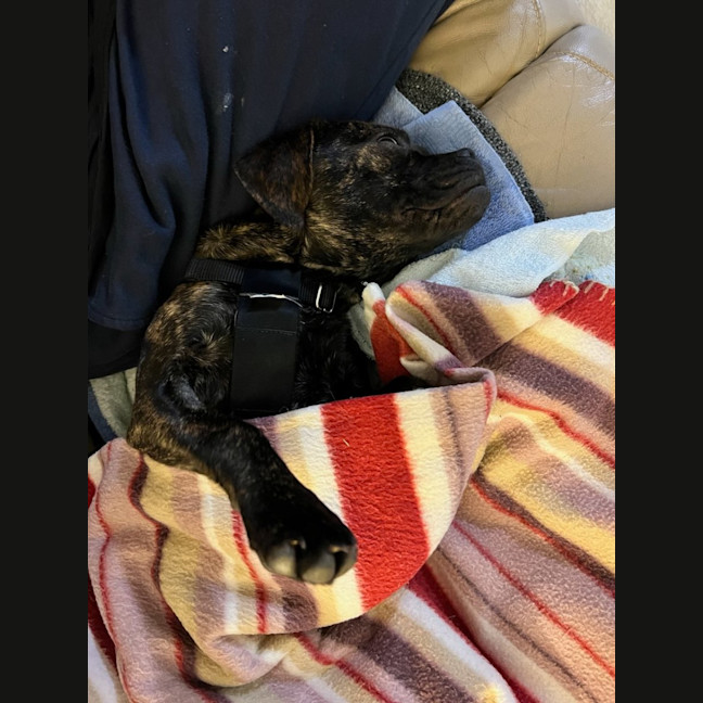 Photo of Biscuit And Oreo