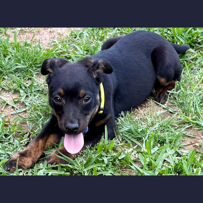 Photo of Daisy   5 Month Old Kelpie X Jack Russell