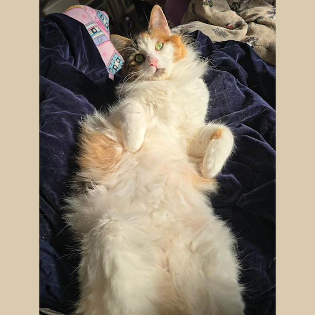 Photo of Primrose (Located In Wantirna South)