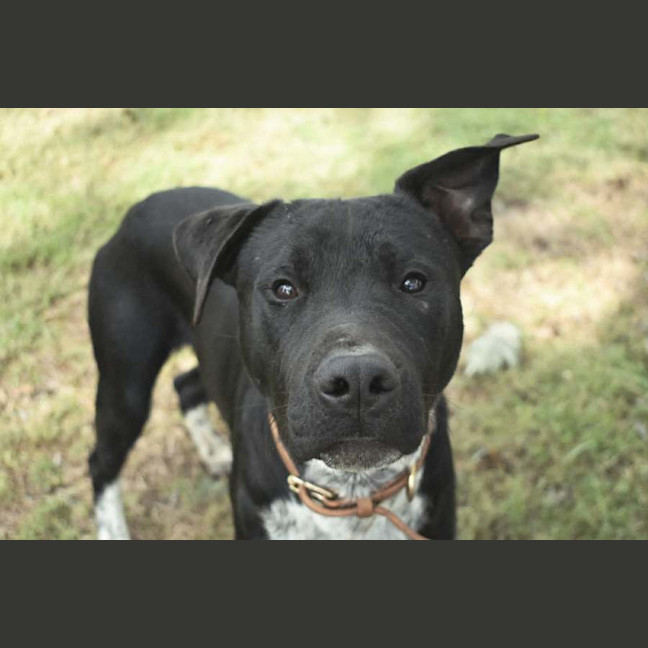 Photo of Sage