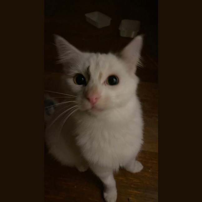 Photo of Nio   In Foster Care In Clayton