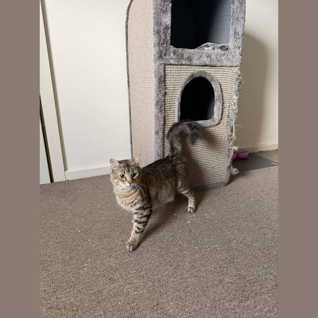 Photo of Tango