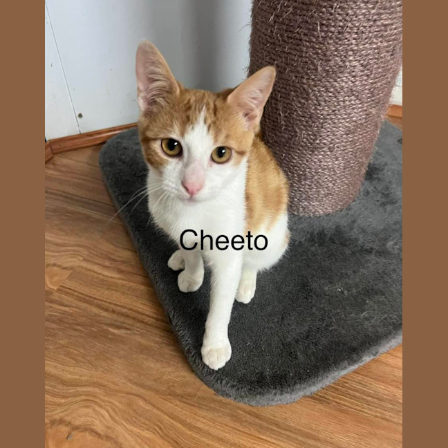 Photo of Cheeto