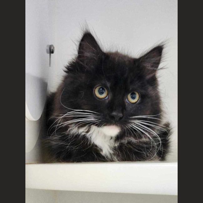 Photo of 🪀 Blair 6106 🪀