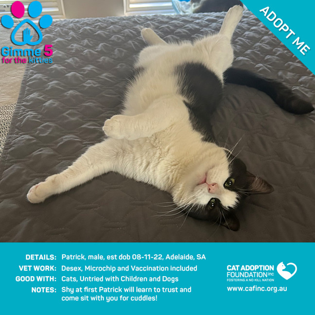 Photo of Patrick Only $50 Limited Time!