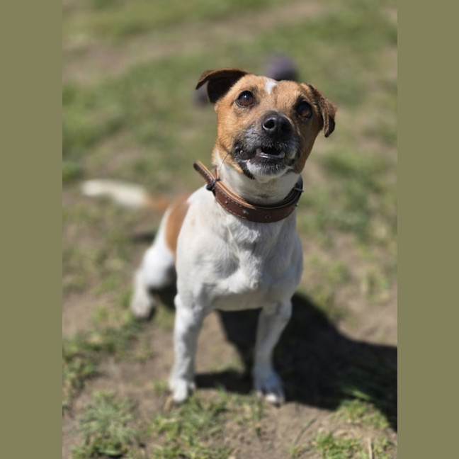 Photo of Bunji (67258)