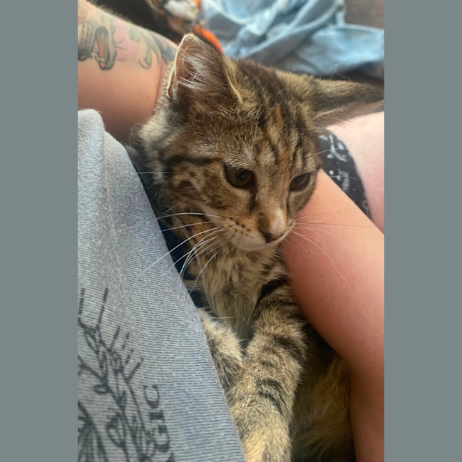 Photo of Caitlyn **2nd Chance Cat Rescue**