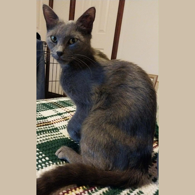 Photo of Puss Puss   1 Year Old Russian Blue