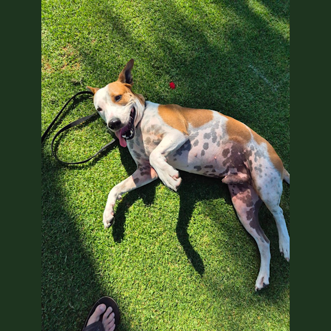 Photo of Doggo (65435)