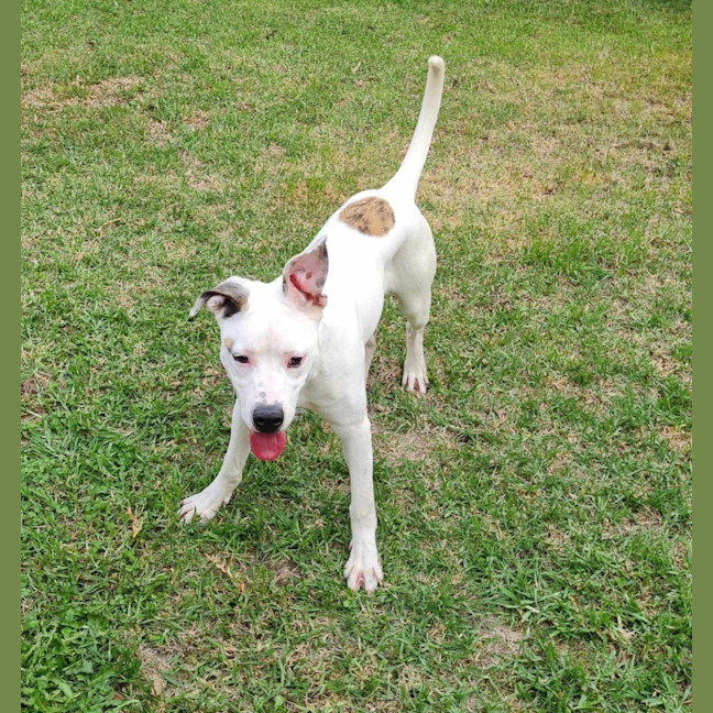 Photo of Zinnia